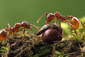 Ant Plants of Virginia logo