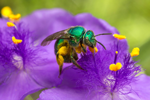 Pollinator Plants of Virginia logo