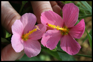 Wetland Specialist Plants of Virginia logo