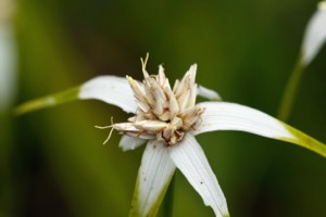 Botany with an edge: all about sedges logo